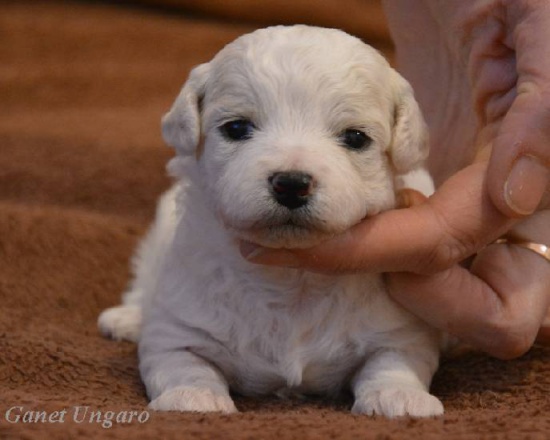 Gorgeous puppies BICHON FRISE for sale