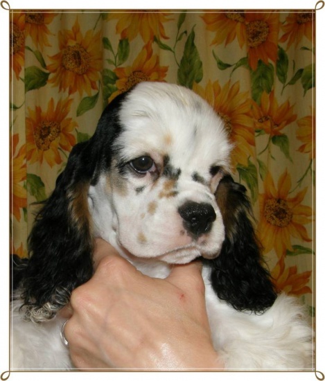 Cocker spaniel amerykański